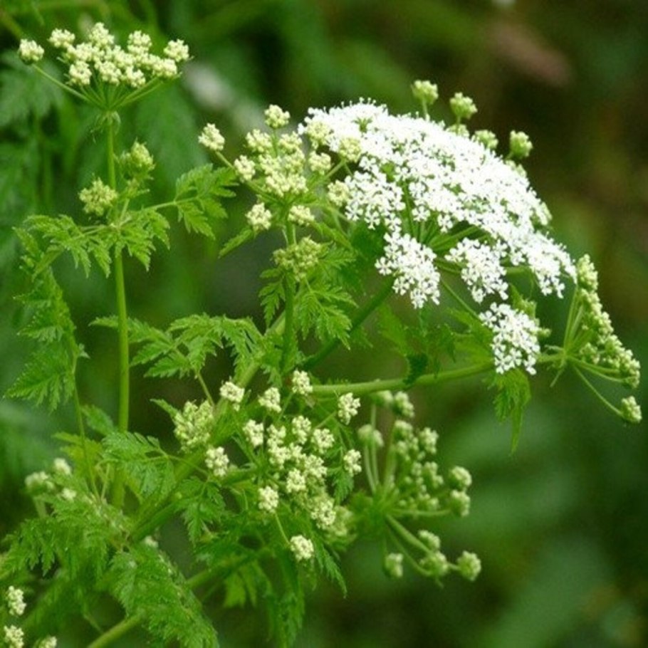 Conium maculatum болиголов пятнистый