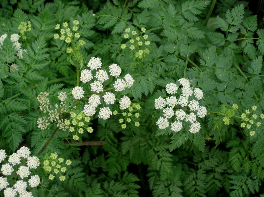 Cicuta maculata околоцветник