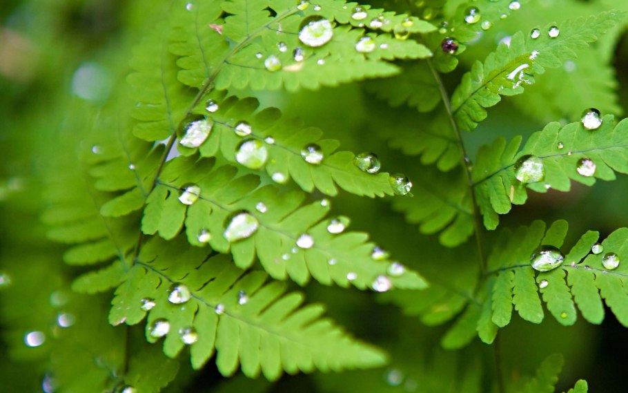 Джунгливский мох