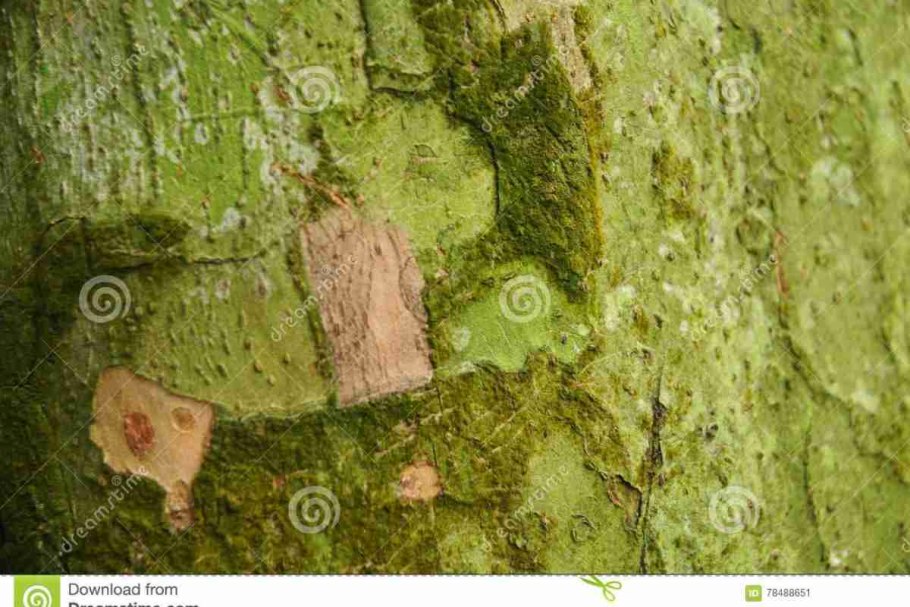 Хлорококк на коре дерева