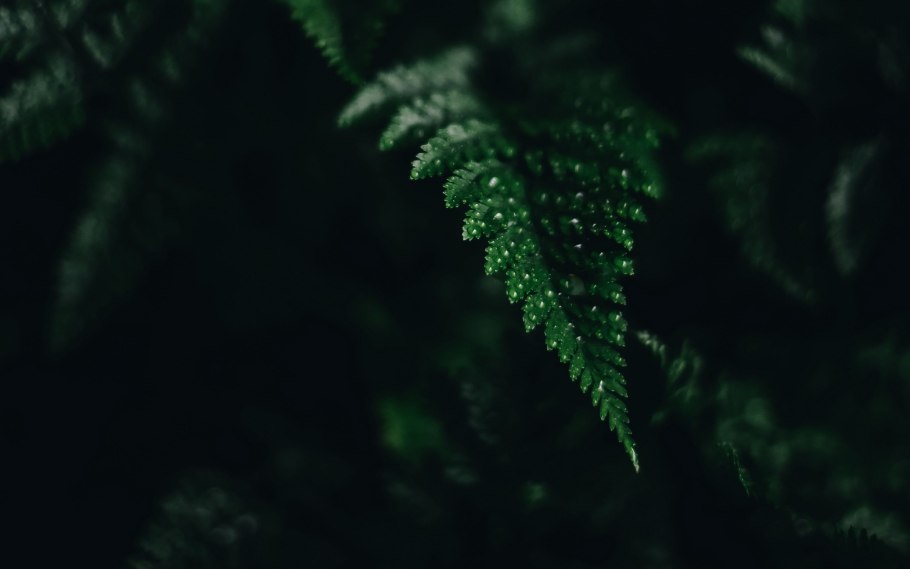 Мох сфагнум бонсай