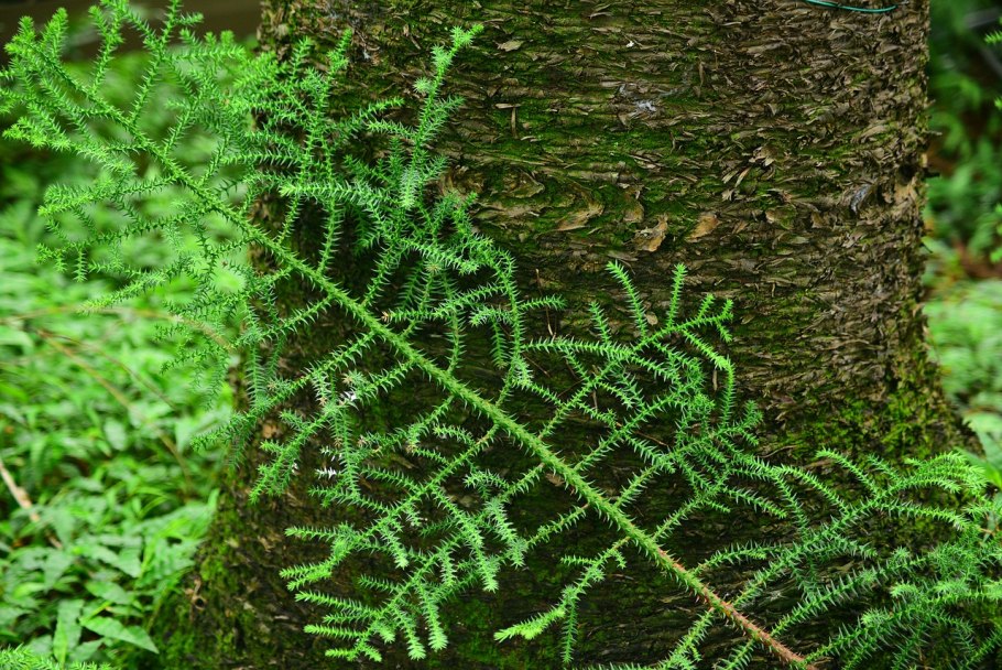 Папоротник рок Ферн зеленый