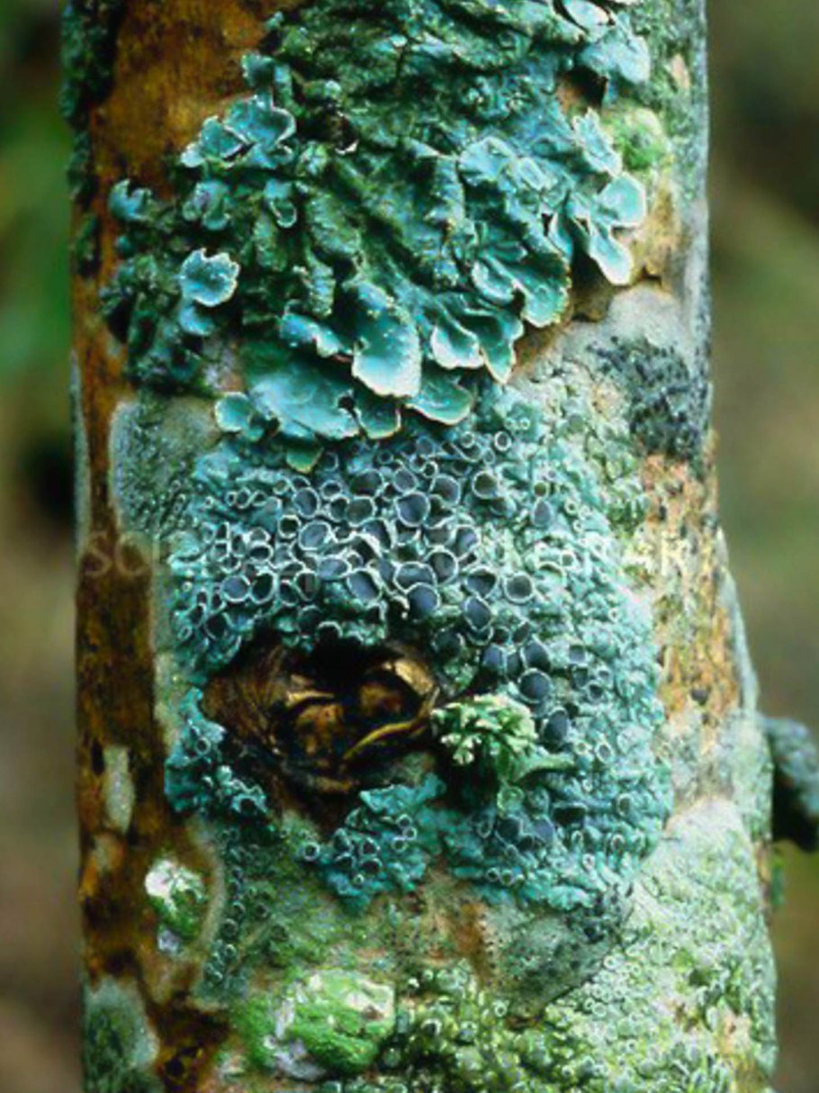 Папоротник на темном фоне