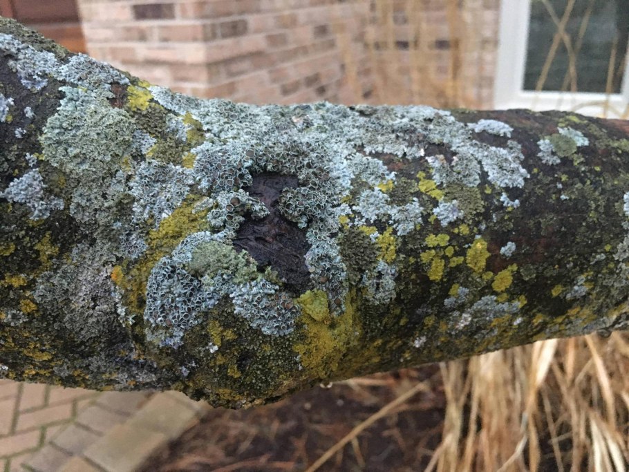 Мох сфагнум магелланский