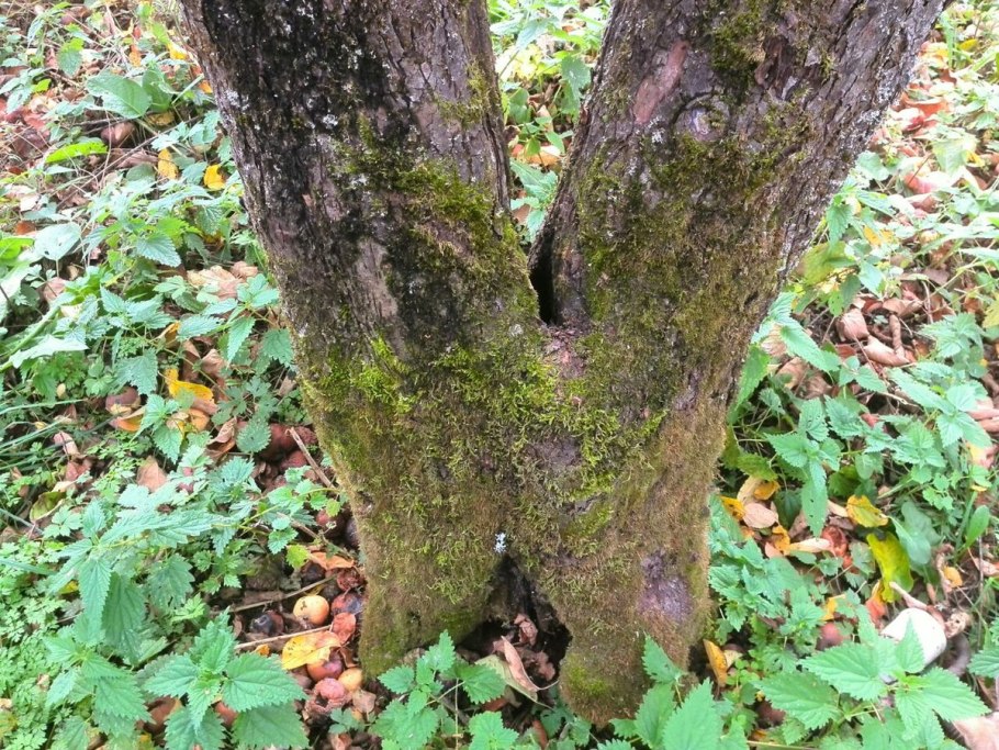 Древовидный папоротник диксония