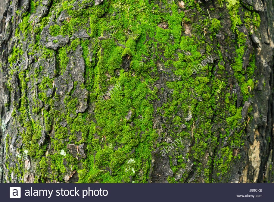 Лишайники накипные в Березовом лесу