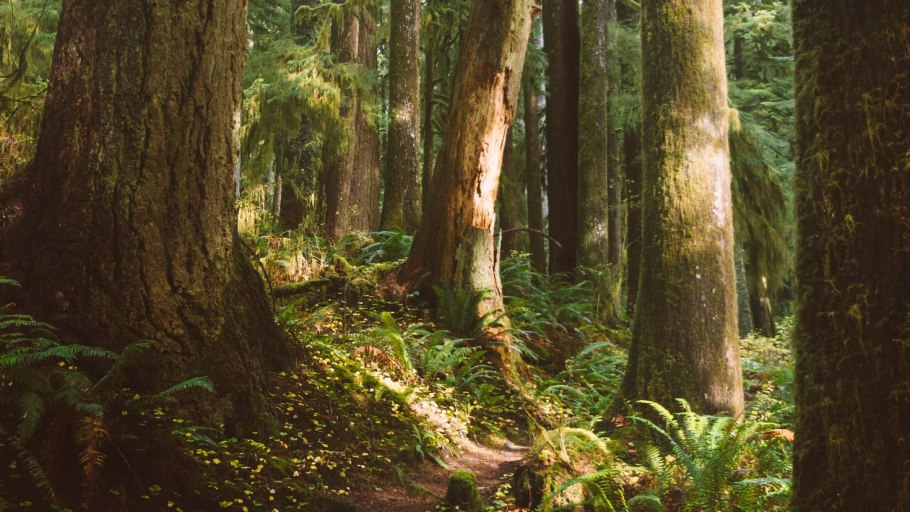 Папоротниковые леса Шотландии.