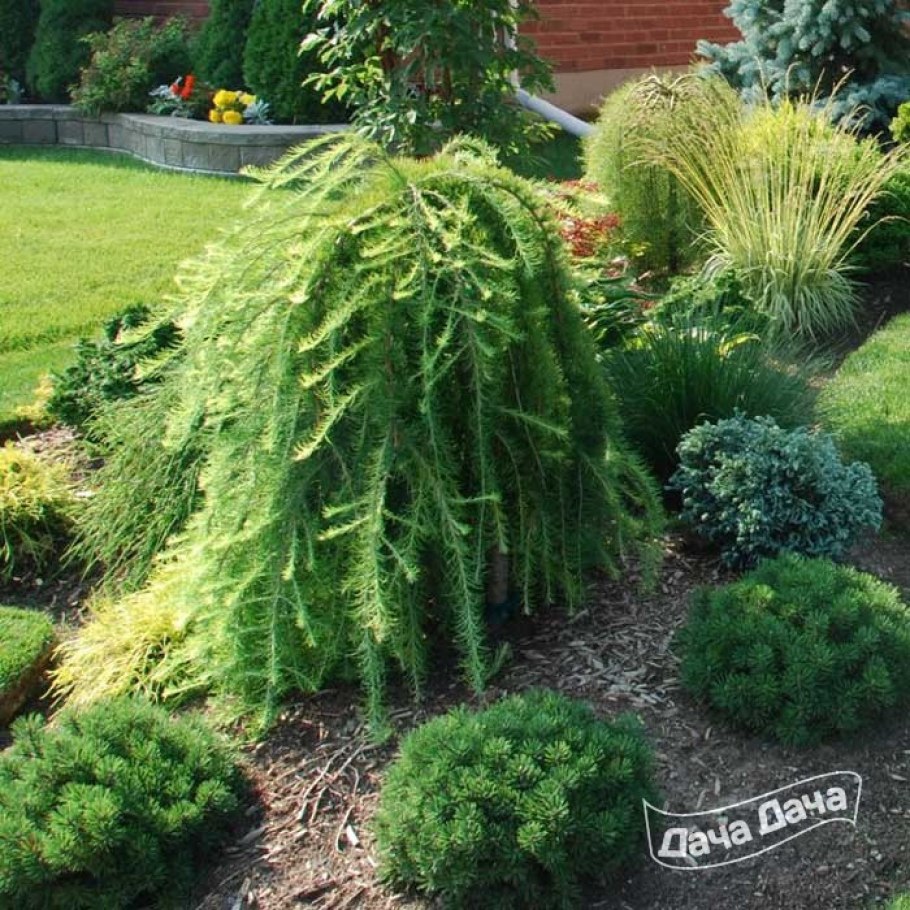 Лиственница японская Пендула