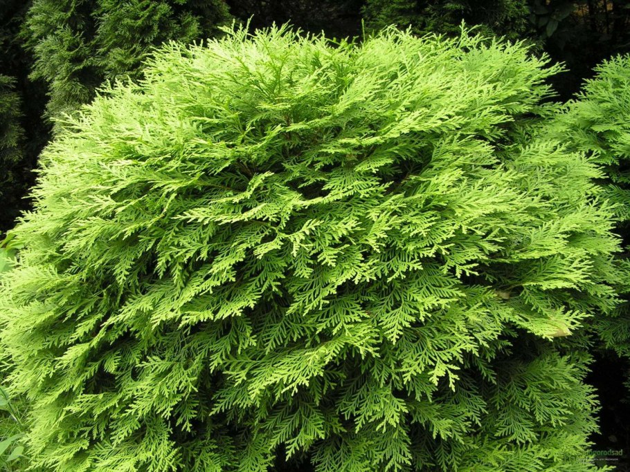 Туя Западная Хозери Hoseri