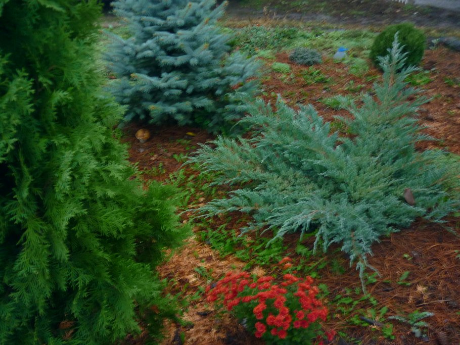 Можжевельник казацкий Broadmoor