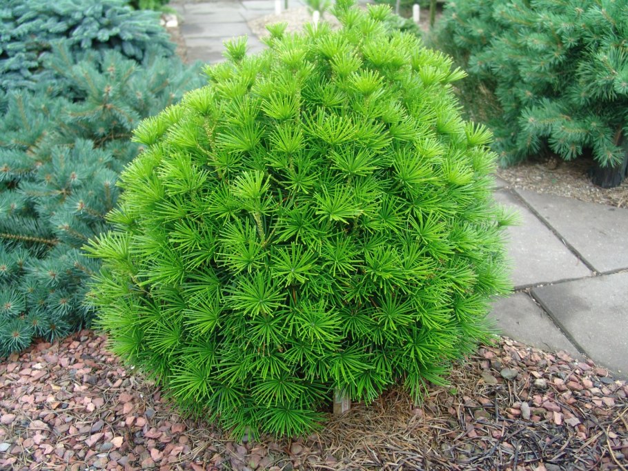 Сциадопитис мутовчатый