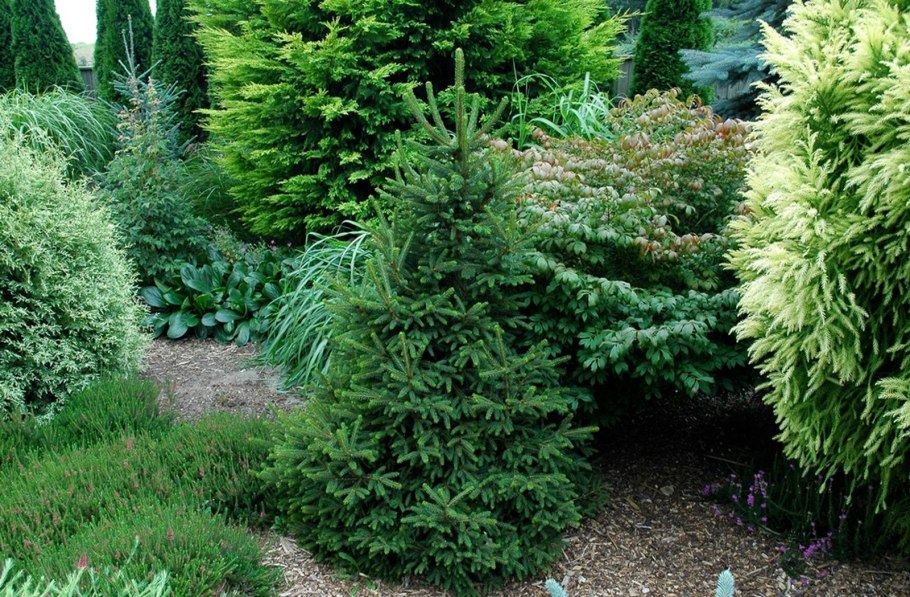 Ель обыкновенная Уиллс цверг