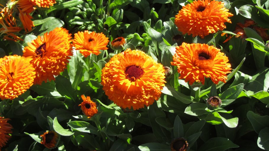 Календула низкорослая махровая