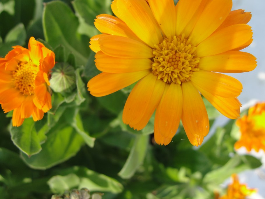 Календула в медицине