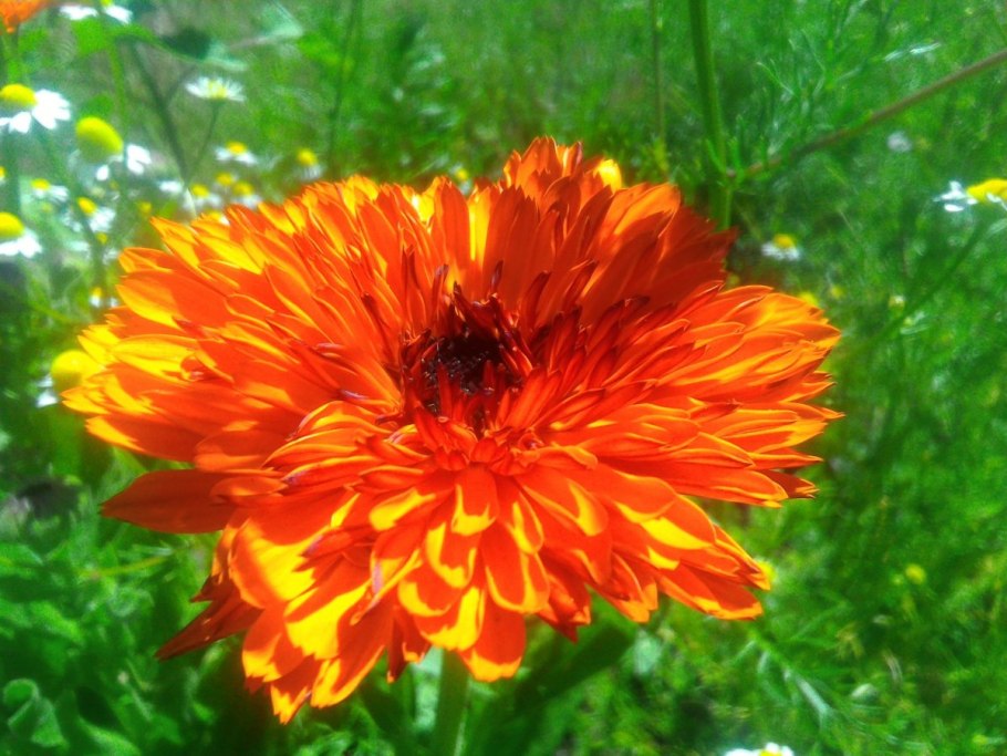 Календула Марица