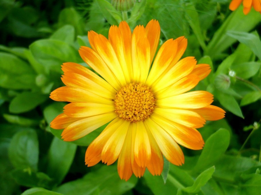 Календула лекарственная, ноготки (Calendula officinalis)