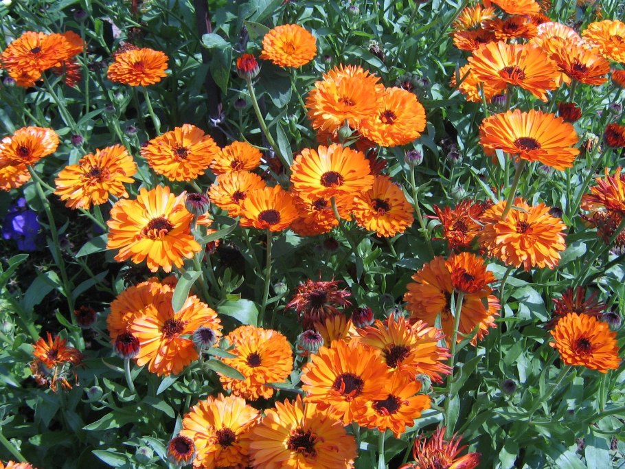 Календула на клумбе