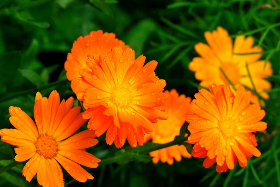 Календула Дикая