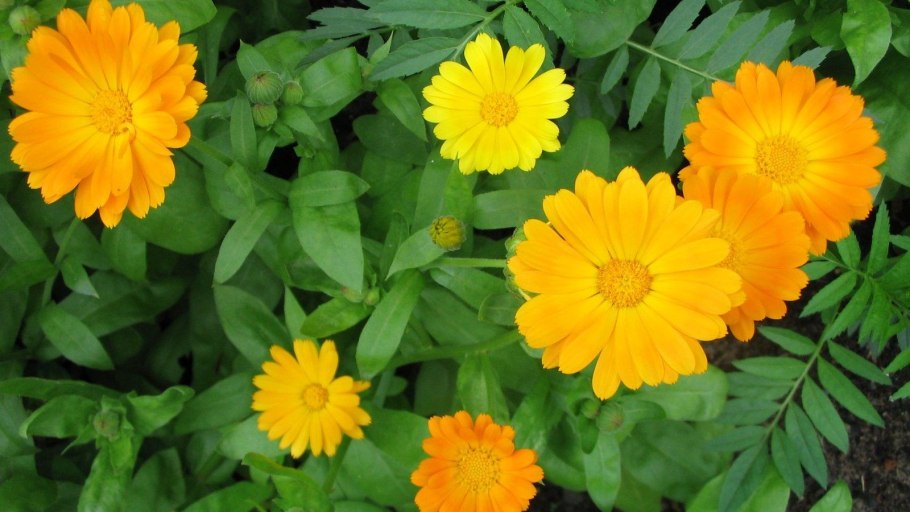 Календула Кальта