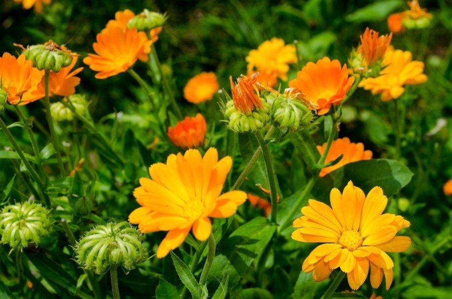 Calendula officinalis