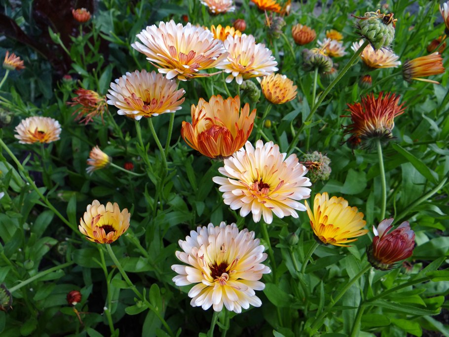 Календула богиня солнца