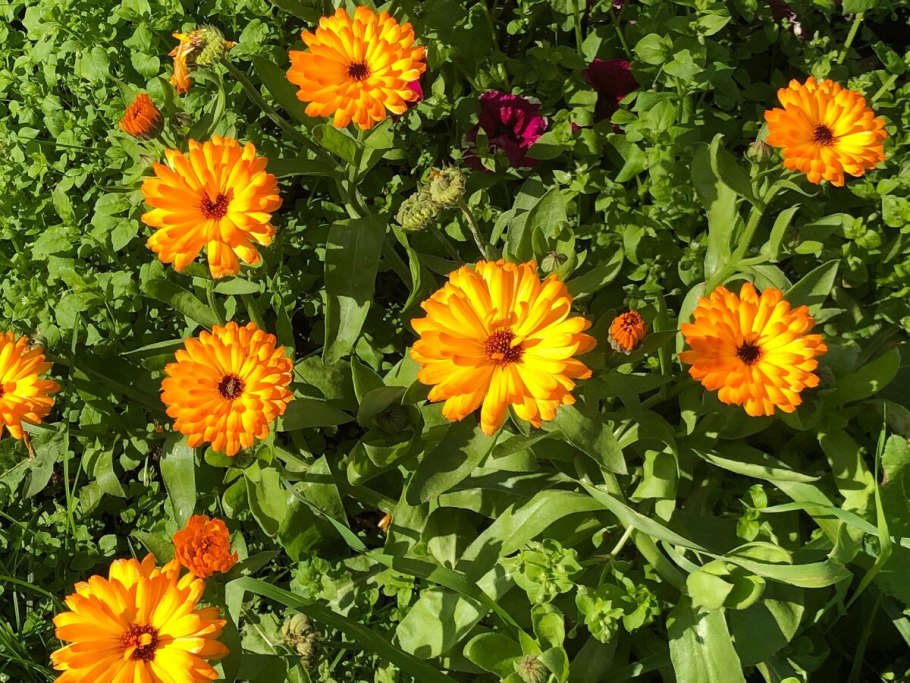 Космея бархатцы календула