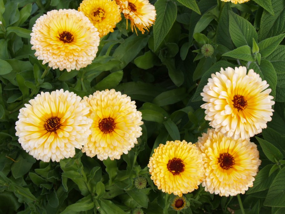 Календула Каблуна Голд