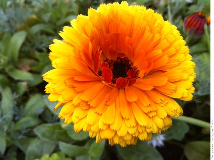 Календула Фиеста Гитана