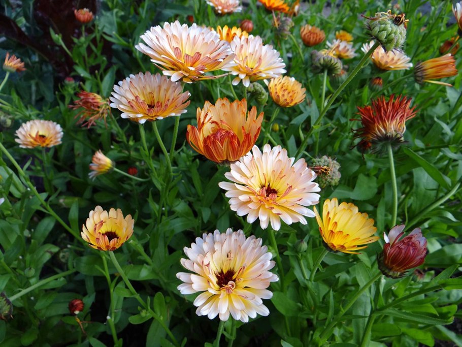 Шалфей Ромашка ноготки