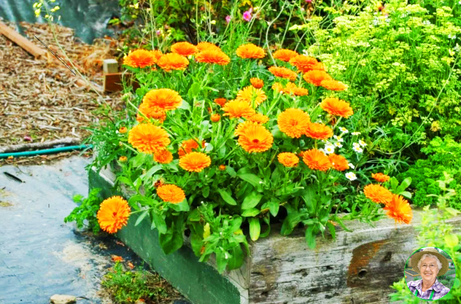 Календула гейша