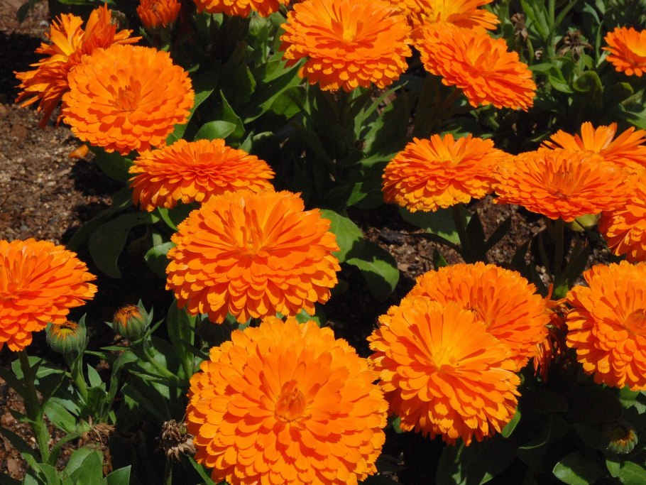 Календула Лучистая