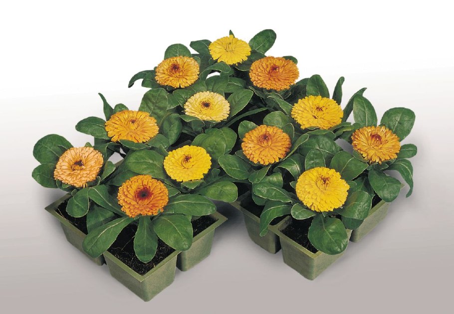 Цветки календулы Фармакогнозия