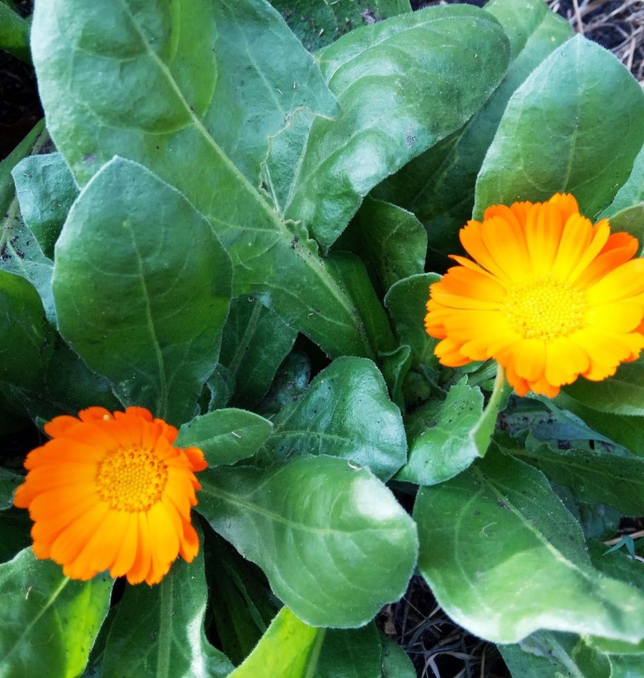 Календула Дикая