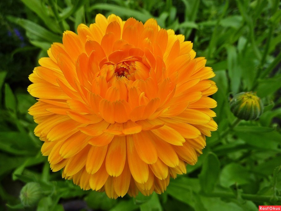 Календула оффициналис