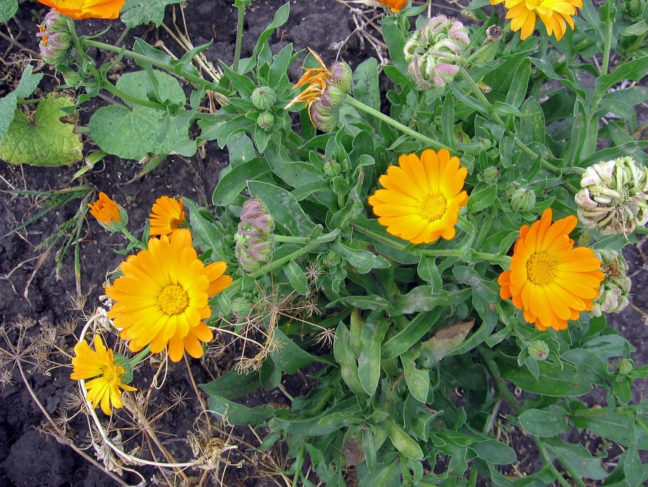 Календула Пацифик оранжевая красавица