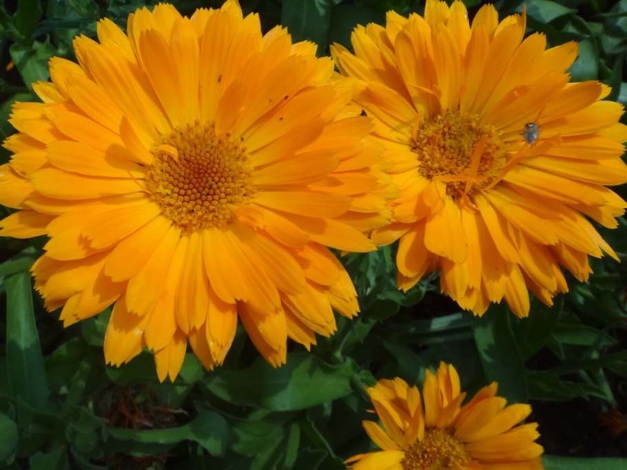 Календула и адонис