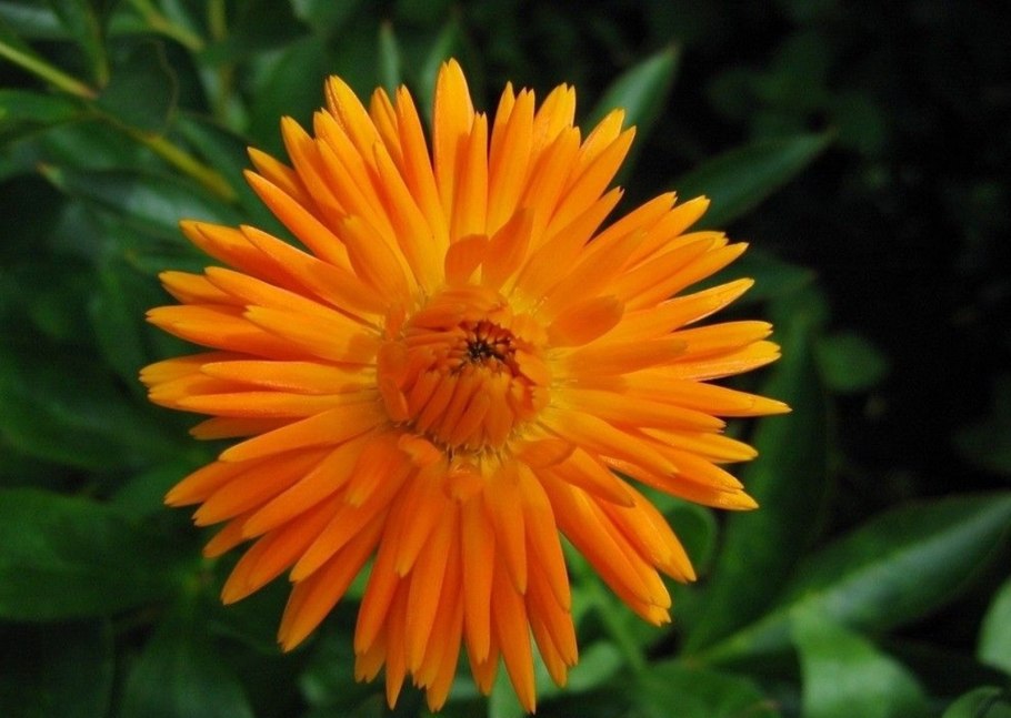 Бархатцы и календула