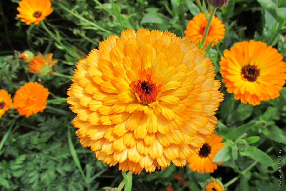 Календула неон