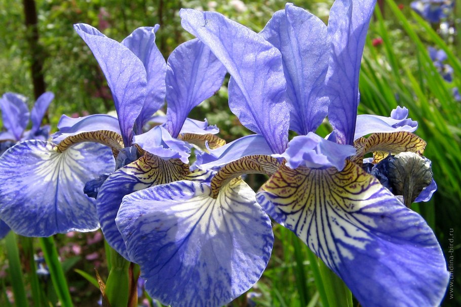Iris setosa
