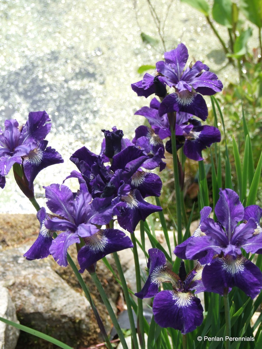 Ирис Сибирский unbuttoned Zippers