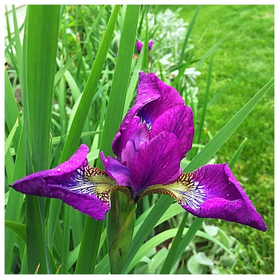 Ирис балерина данс