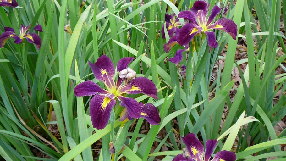 Ирис Сибирский Харпсвил Хэппинесс