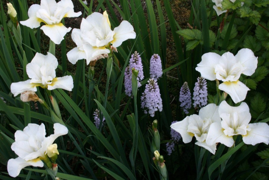 Ирис Сибирский Блю Кинг