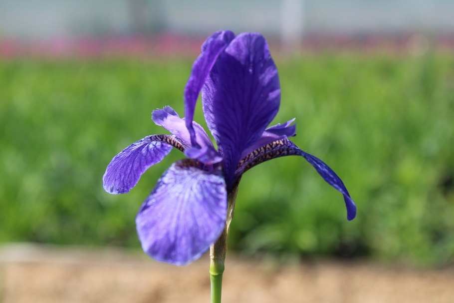 Ирис Сибирский Эвен