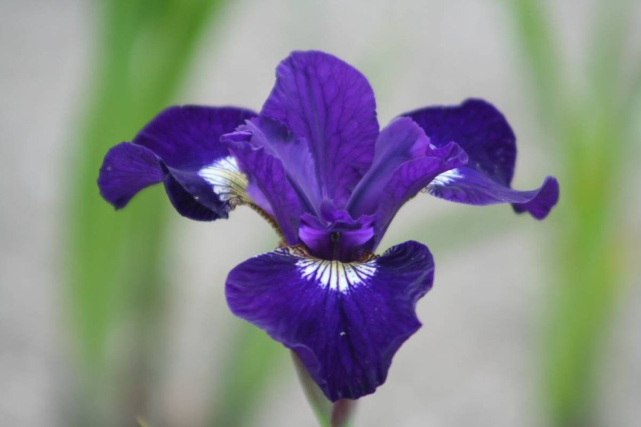 Ирис Ширли Поуп