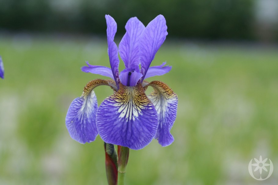 Ирис Сибирский, Iris sibirica, 'Flight of Butterflies
