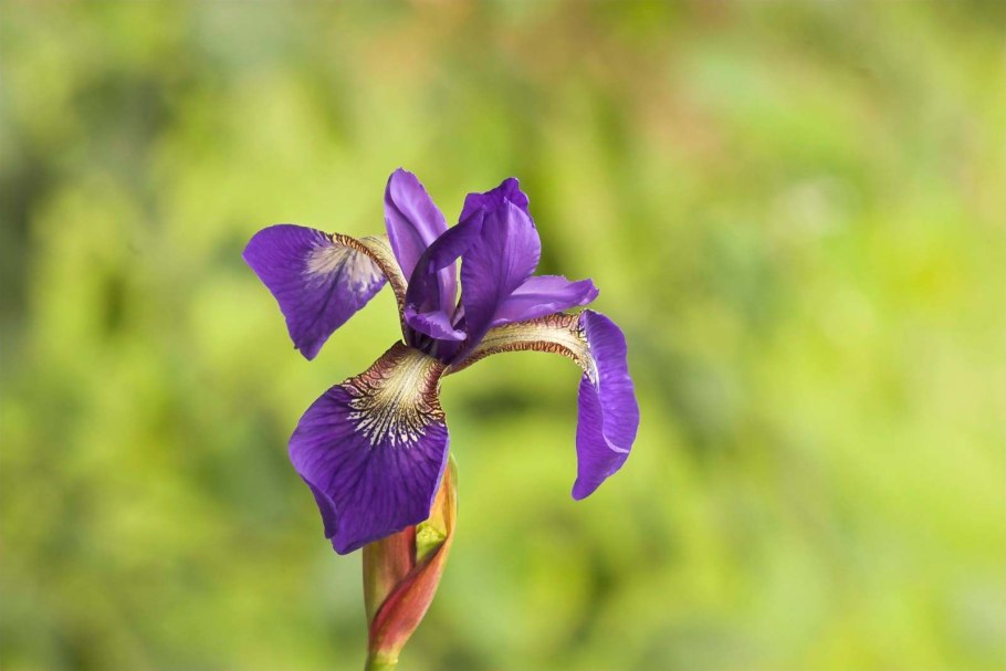 Iris subg. Iris
