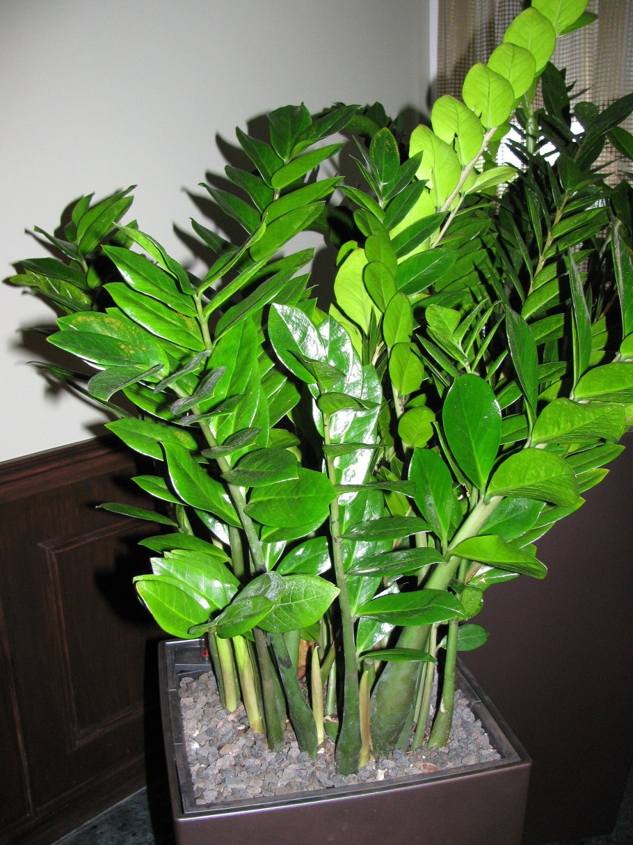 Сансевиерия и замиокулькас