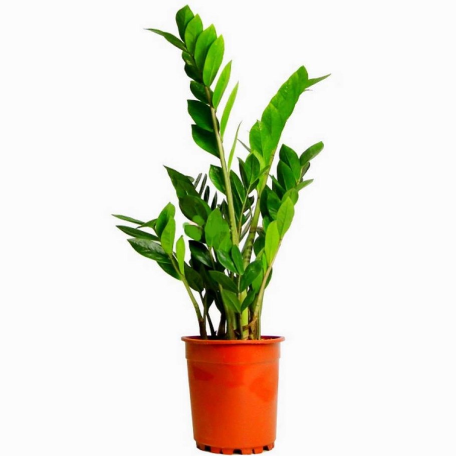 Долларовое дерево