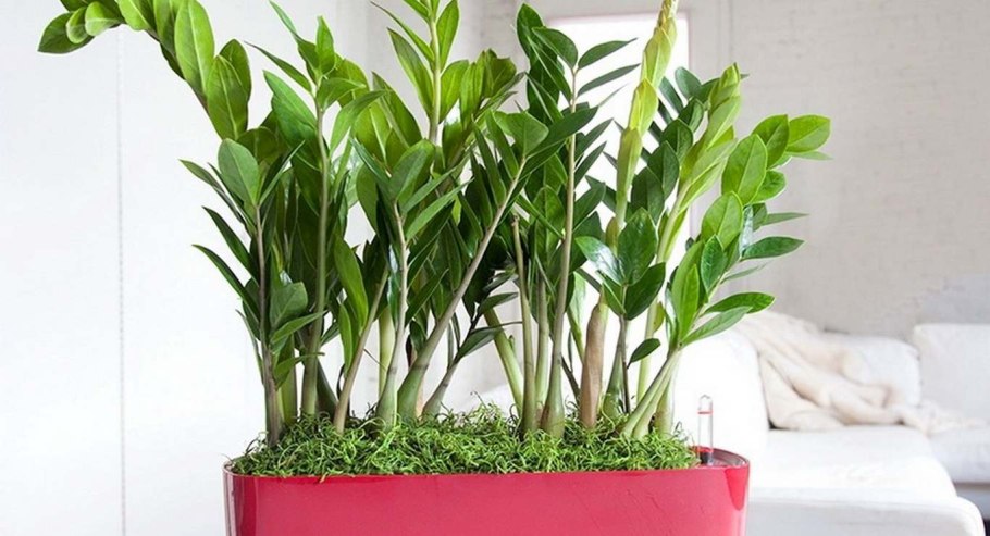 Замиокулькас Замифолия